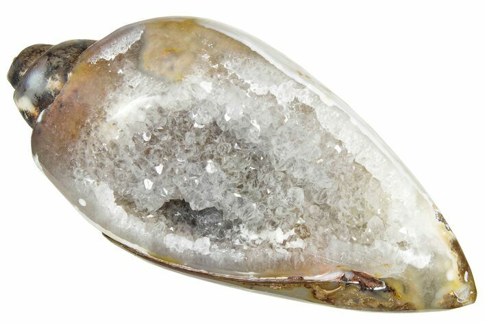 Chalcedony Replaced Gastropod With Sparkly Quartz - India #239292